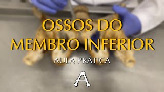 OSSOS DO MEMBRO INFERIOR  Anatomia em cadáver [upl. by Hsatan999]