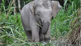 Endangered Borneo Pygmy Elephant [upl. by Htomit]