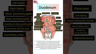 Duodenum Flash Card doctor humananatomy anatomy humanbody [upl. by Lambert705]