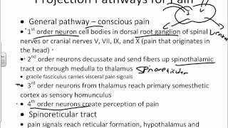 General Somatosensory and Pain Pathwayswmv [upl. by Onek377]