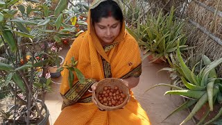 Village Food  গ্ৰাম্যপদ্ধতিতে সব থেকে সহজ ও পারফেক্ট কুলের চাটনি রেসিপি  Kuler Chatni Recipe [upl. by Annabell]