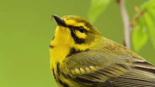 Prairie Warbler Portrait [upl. by Hinda]