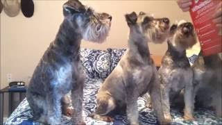 Chewycom Unboxing  Schnauzers Get A Package  SchnauzerMom [upl. by Annerb462]