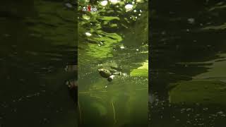 SPRO Essential Series Flappin Frog 65 Underwater youtubeshorts frogfishing [upl. by Stephania]