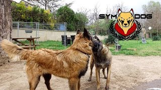 TERVUREN ET MALINOIS EDUCATION CANINE  CHIEN DE REFUGE  FORMATION EDUCATEUR CANIN [upl. by Llij]