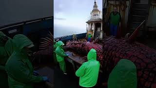 Giant Sea Monsters Caught by Fishermen 🐙🎣GiantSeaCreatures FishingDiscoveries oceanmysteries [upl. by Milore90]