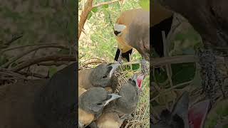 Adorable Rufous Treepie Bird Babies Watch Their Cute Antics [upl. by Moll]