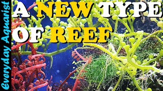 The Joy Of Macroalgae  Why I Keep A Macroalgae Planted Reef Aquarium [upl. by Namyaw]