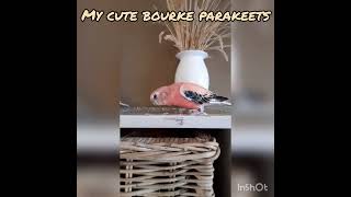 Bourke parakeet singing [upl. by Htebiram]