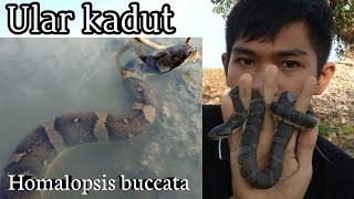 Mengenal ular kadut belang  HOMALOPSIS BUCCATA [upl. by Atalanta]