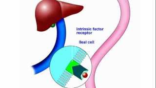 Vitamin B12 New Understanding and Approach to an Old Problem [upl. by Leuas]