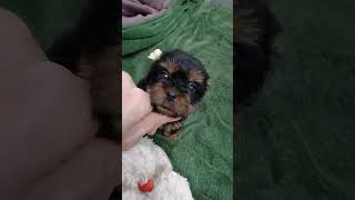 Yorkshire Terrier puppies are already 1 month old [upl. by Fullerton]