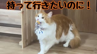 おもちゃを持って行きたくて頑張る猫【マリー（メインクーン）】 [upl. by Eelasor538]