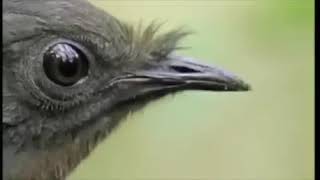 THE TING GOES SKRRRRA Bird EditionDavid Attenborough Version [upl. by Irmgard]