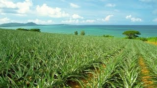 АНАНАСОВОЕ ПОЛЕ pineapple field [upl. by Phillane]