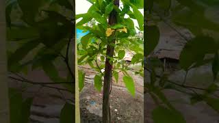 tecoma flower plant youtubeshorts gardenupdate plants [upl. by Yhpos25]