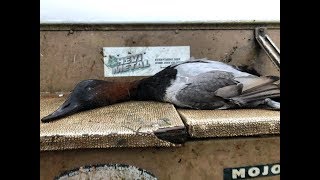 Canada duck hunting shooting Redheads Canvasbacks and Bluebills November 2019 Ontario Canada [upl. by Eillor776]