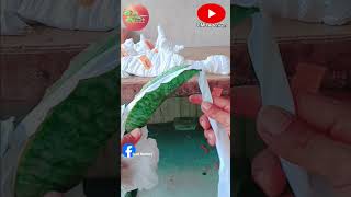 packing ansevieria part 1 cmjadenium sanseveria plants sansevieria [upl. by Nosiddam654]