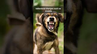 quotRabies in Dogsquot  quot Protecting Your Pets and Communityquot Animals Top facts of Animals [upl. by Rise]