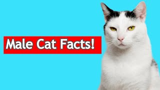 5 Surprising Facts About Male Cats [upl. by Cheyne]