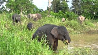 Borneo pygmy elephant [upl. by Nodmac]