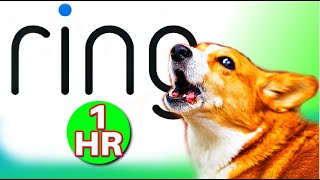 Ring doorbell Sound for dogs 1 HOUR [upl. by Jerman854]