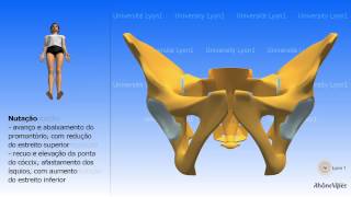 Artrologia da pelve Nutação e contranutação A questão do parto [upl. by Erdnoid392]