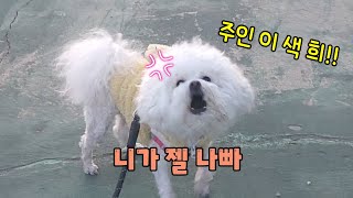 비숑 강아지 몸 빡숑 셀프미용 대참사 털땜빵이 ㅠㅠ Bichon Dogs Self Beauty [upl. by Juni]