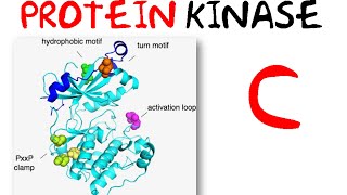 Protein kinase c pathway [upl. by Nava]