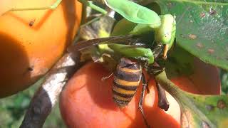 カマキリがオオスズメバチを捕食する。閲覧ご注意 Mantis prey on giant hornet [upl. by Carri247]