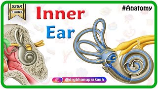 Inner ear Anatomy Animation  Cochlear component Vestibular component Semicircular component [upl. by Einafit]