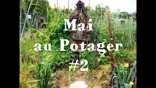 Mai au Potager 🌳31 Ep23 [upl. by Shaw669]