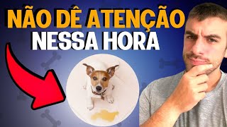 5 Maiores Erros Na Hora De Ensinar O Cachorro A Fazer O Xixi No Lugar Certo [upl. by Graig543]