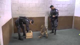 Los agentes caninos antidrogas K9 son más que una mascota [upl. by Gebhardt92]