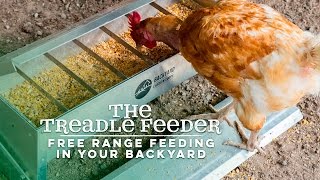 The Treadle Feeder  Free Range Chicken Feeding In Your Backyard [upl. by Klapp]