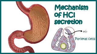 Gastric HCl secretion  molecular mechanism amp regulation  How is HCl secreted in the stomach [upl. by Nyleikcaj]