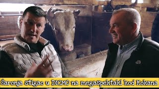 Šaronja stigao u DICMO na megaspektakl kod Kokana [upl. by Eivol]