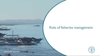 Role of fisheries management [upl. by Chucho]