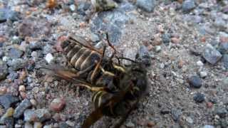 Wasp slays horse fly then gets robbed [upl. by Kelam]