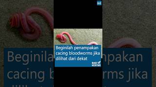 Beginilah Penampakan Cacing Bloodworm [upl. by Fionna]