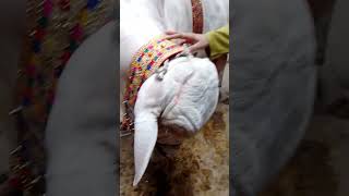 fibbi cattle farm white cowcowmandicowcutecowscute viralvideoshorts2024cowvideos [upl. by Paterson]