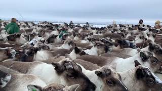 The nomadic Nenets reindeer herders of Arctic Siberias Yamal Peninsula [upl. by Platto]