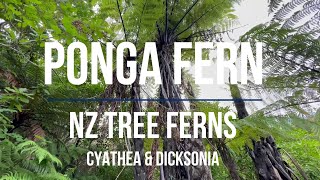 FERNS Tree Ferns PONGA  Cyathea and Dicksonia All you need to know before you grow New Zealand [upl. by Leduar644]