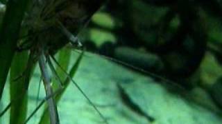 bichir feeding live 3inched shrimp [upl. by Nidroj]