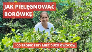 Jak uprawiać borówkę amerykańską stanowisko wymagania cięcie [upl. by Henrion448]