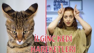 Kediler Hakkında Bilgiler  Kedinin Hasta Olduğunuz Nasıl Anlarız [upl. by Todhunter]