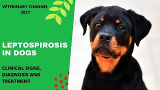 Zoonotic Disease Clinical Signs Diagnosis And Treatment Of Leptospirosis In Dogs [upl. by Ardiedal]