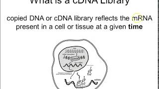 How to make cDNA [upl. by Thursby]