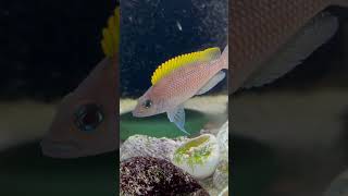 Neolamprologus caudopunctatus pattysaquatics fish africancichlids [upl. by Sorrows]