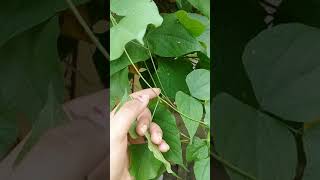 pinnately trifoliate leaf of beans plant [upl. by Charyl971]